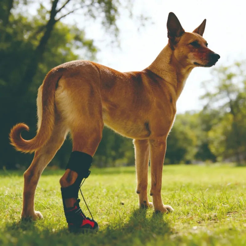 Dog Shoes Dirty Proof Anti Drop