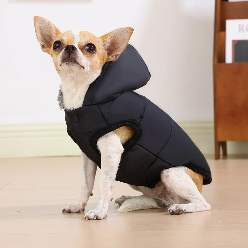 New Pet Dog Clothes Jacket Autumn